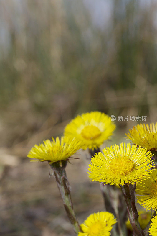 钶钽钽(Tussilago farfara)